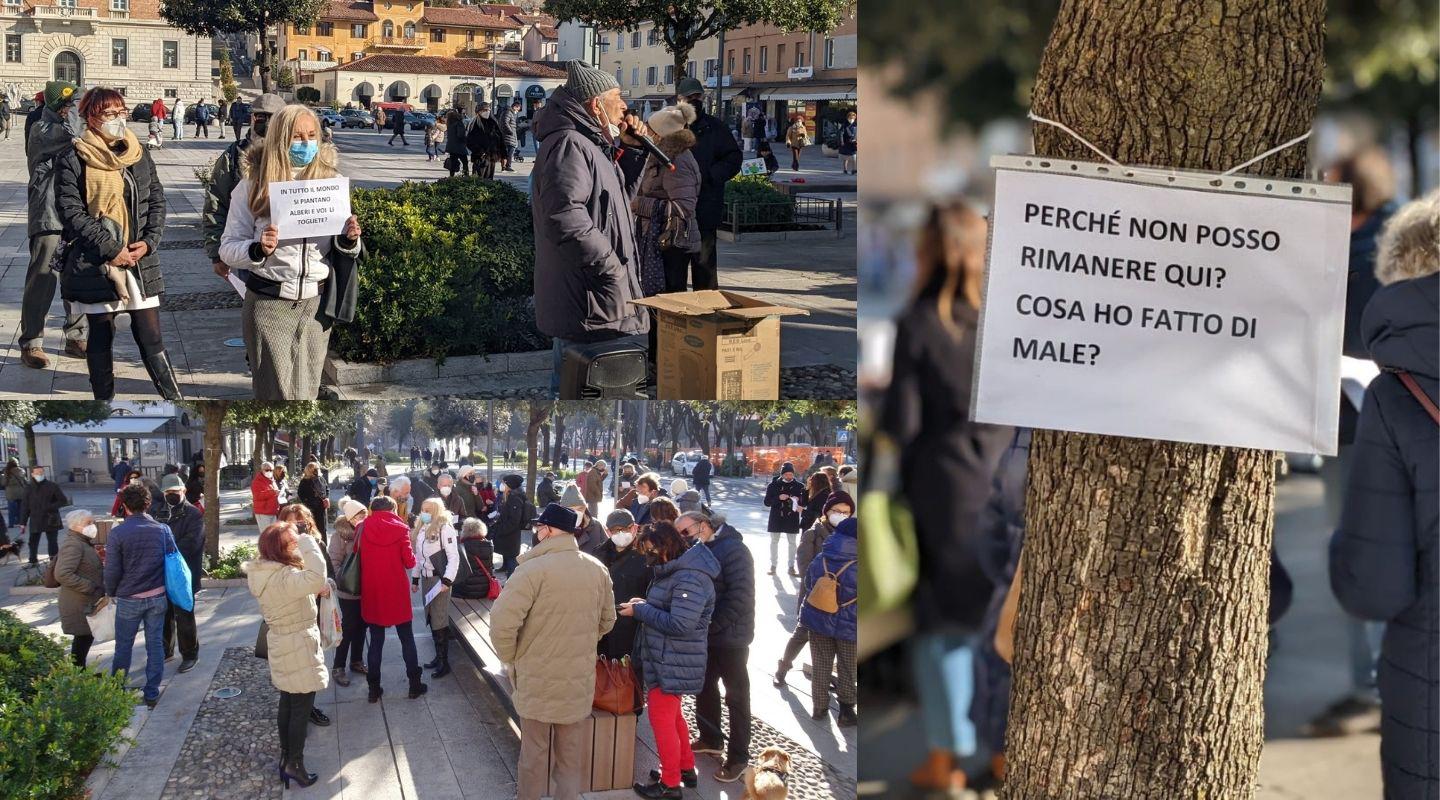 Immagine per A rischio gli alberi in piazza della Repubblica, protesta a Monfalcone